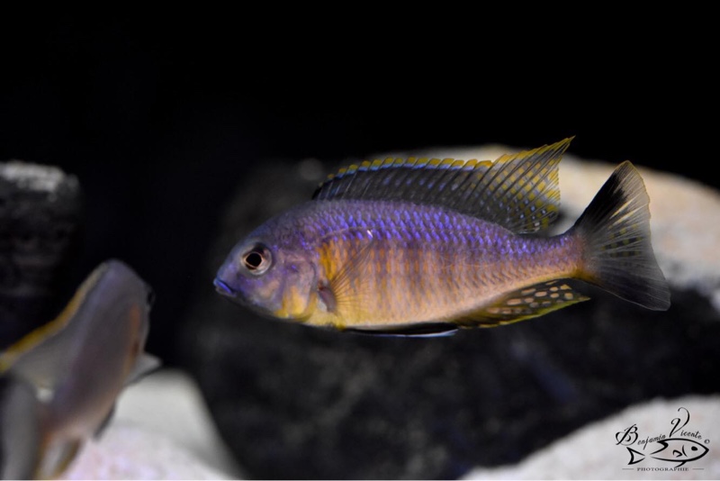 Lethrinops sp. 'auritus lion' Lion's Cove